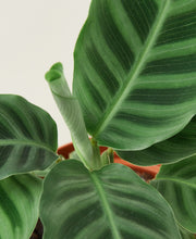 Load image into Gallery viewer, Calathea &#39;Zebrina&#39; - 4&quot; Pot
