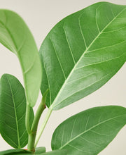 Load image into Gallery viewer, Ficus &#39;Audrey&#39; - 4&quot; Pot
