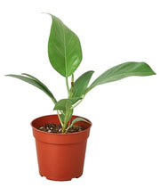 Load image into Gallery viewer, Ficus &#39;Audrey&#39; - 4&quot; Pot
