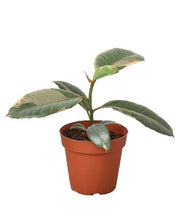 Load image into Gallery viewer, Ficus Elastica &#39;Ruby Pink&#39;

