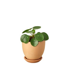 Load image into Gallery viewer, Pilea Peperomioides &#39;Chinese Money&#39;
