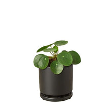 Load image into Gallery viewer, Pilea Peperomioides &#39;Chinese Money&#39;
