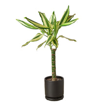 Load image into Gallery viewer, Dracaena &#39;Sted Sol Cane&#39;
