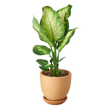 Load image into Gallery viewer, Dieffenbachia Camille
