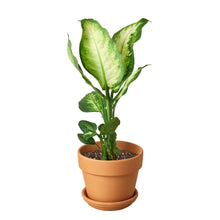 Load image into Gallery viewer, Dieffenbachia Camille
