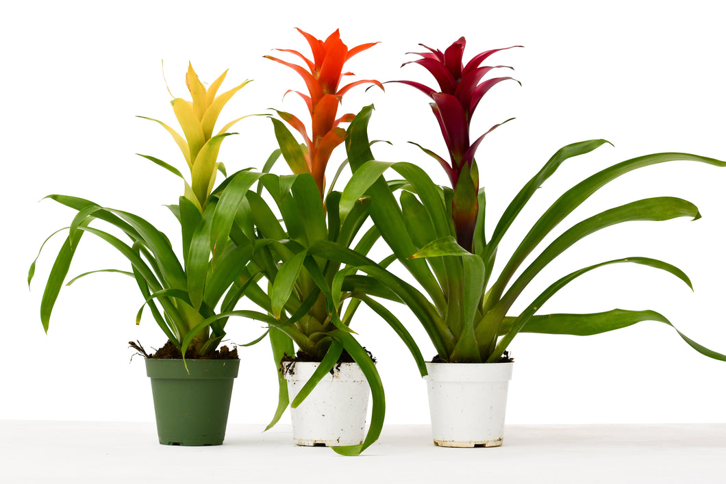 3 Guzmania Bromeliads - Live Plants - 1FT Tall - FREE Care Guide - 4
