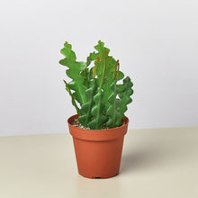 Load image into Gallery viewer, Epiphyllum &#39;Ric Rac&#39; Cactus
