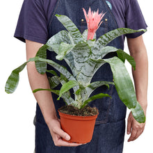 Load image into Gallery viewer, Bromeliad &#39;Silver Vase&#39;
