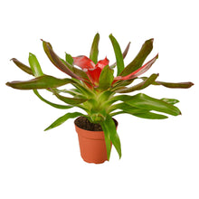 Load image into Gallery viewer, Bromeliad Medusa
