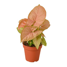 Load image into Gallery viewer, 2 Syngonium Variety (Arrowhead Plant) / 4&quot; Pot / Live Plant
