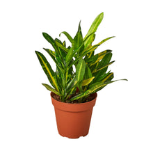 Load image into Gallery viewer, 2 Croton Variety Pack - 4&quot; Pot
