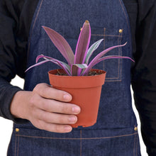Load image into Gallery viewer, Oyster Plant &#39;Moses in the Cradle&#39;

