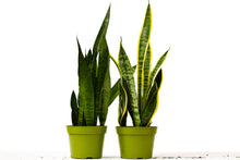 Load image into Gallery viewer, 2 Snake (Sansevieria) Plant Variety Pack - 6&quot; Pot

