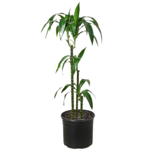 Load image into Gallery viewer, Dracaena &#39;Elegance&#39; - 10&quot; Pot
