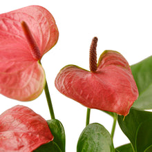 Load image into Gallery viewer, Anthurium &#39;Pink&#39;
