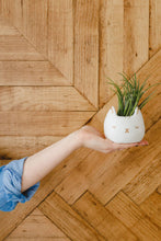 Load image into Gallery viewer, Cat Planter
