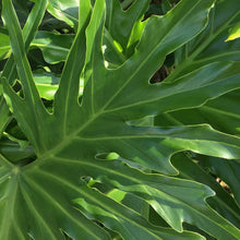Load image into Gallery viewer, Philodendron ‘Lickety Split&#39;
