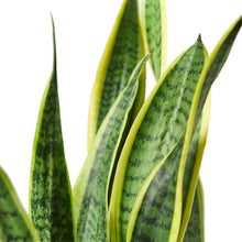 Load image into Gallery viewer, Snake Plant Laurentii
