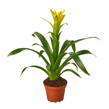 Load image into Gallery viewer, 3 Guzmania Bromeliads - Live Plants - 1FT Tall - FREE Care Guide - 4&quot; Pots
