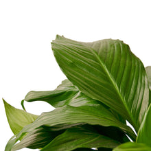 Load image into Gallery viewer, Spathiphyllum Peace Lily
