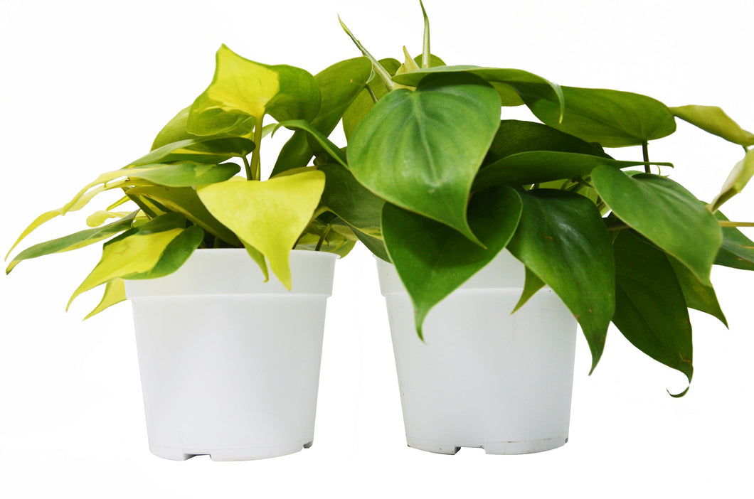 2 Philodendron Variety Pack - 4