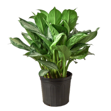 Load image into Gallery viewer, Chinese Evergreen &#39;Silver Bay&#39; - 10&quot; Pot
