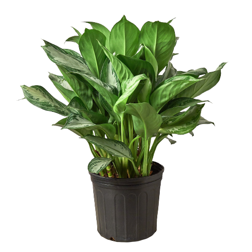 Chinese Evergreen 'Silver Bay' - 10