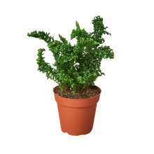 Load image into Gallery viewer, &#39;Emina&#39; Fern - 4&quot; Pot
