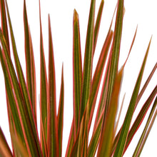 Load image into Gallery viewer, Dracaena Colorama
