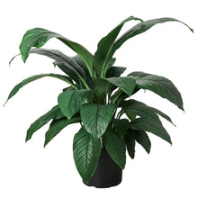 Load image into Gallery viewer, Spathiphyllum Peace Lily Plant - in 10&quot; Pot
