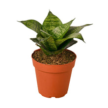 Load image into Gallery viewer, Snake Plant Variety Packs - 4&quot; Pot
