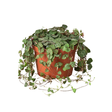 Load image into Gallery viewer, Succulent &#39;String of Hearts&#39; - 4&quot; Pot

