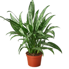 Load image into Gallery viewer, Chinese Evergreen &#39;Cutlass&#39;
