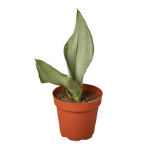 Load image into Gallery viewer, Snake Plant Moonshine
