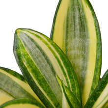 Load image into Gallery viewer, Snake Plant Gold Hahnii
