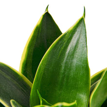 Load image into Gallery viewer, Snake Plant Emerald Star
