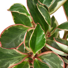 Load image into Gallery viewer, Peperomia &#39;Ginny&#39;
