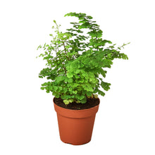 Load image into Gallery viewer, Maidenhair Fern
