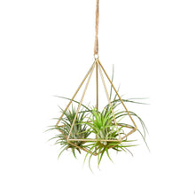 Load image into Gallery viewer, Air Plant Display Hanger - Brass
