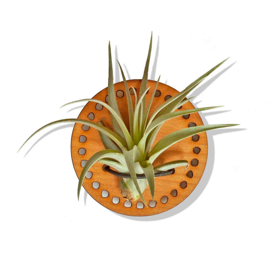 Air Plant Magnet - Cherry Circle