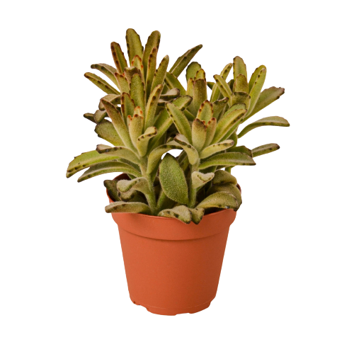 Kalanchoe Tomentosa 'Chocolate Soldier' Succulent - 4