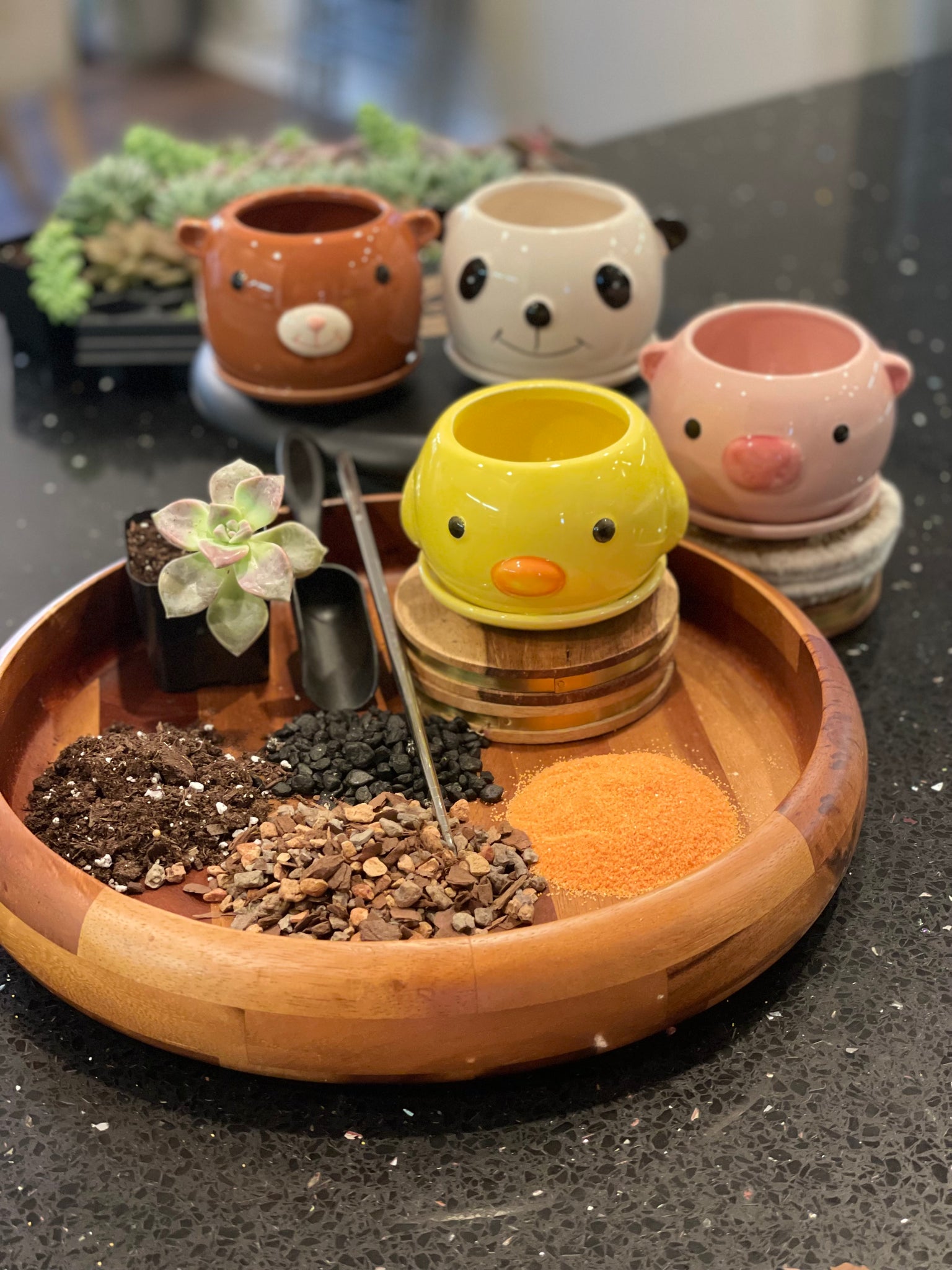 succulent planter kits Animal Planter Succulent Kit in a box – Ivy and Vines Boutique