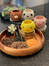 Load image into Gallery viewer, Animal Planter Succulent Kit in a box
