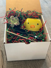 Load image into Gallery viewer, Animal Planter Succulent Kit in a box
