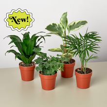 Load image into Gallery viewer, 2&quot; Tropical Plant Variety Bundle - House Plant Shop
