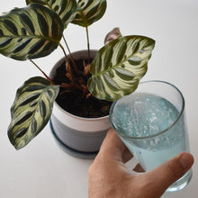 Load image into Gallery viewer, Instant Plant Food (4Tablets) Houseplant &amp; Indoor Plant Fertilizer
